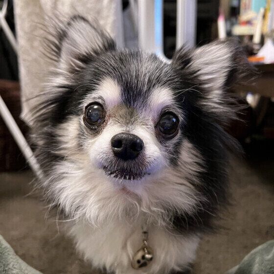 犬にはまぶたが3つある？ 犬の眼瞼（まぶた）の役割を獣医師に聞いた いぬのきもち