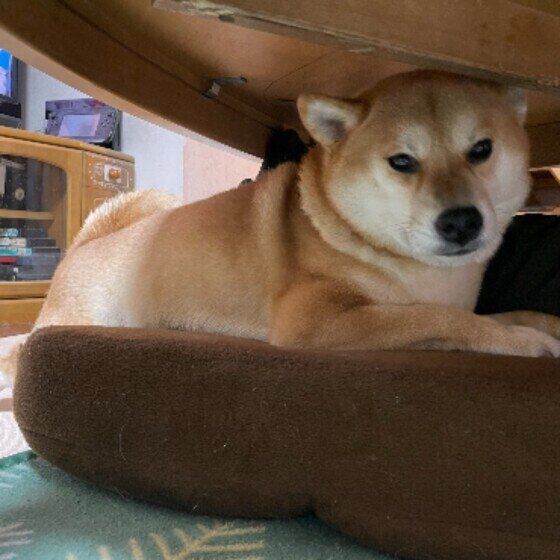柴　机の下