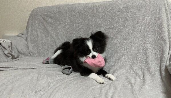 飼い主さんの靴下をくわえる、あるとくん