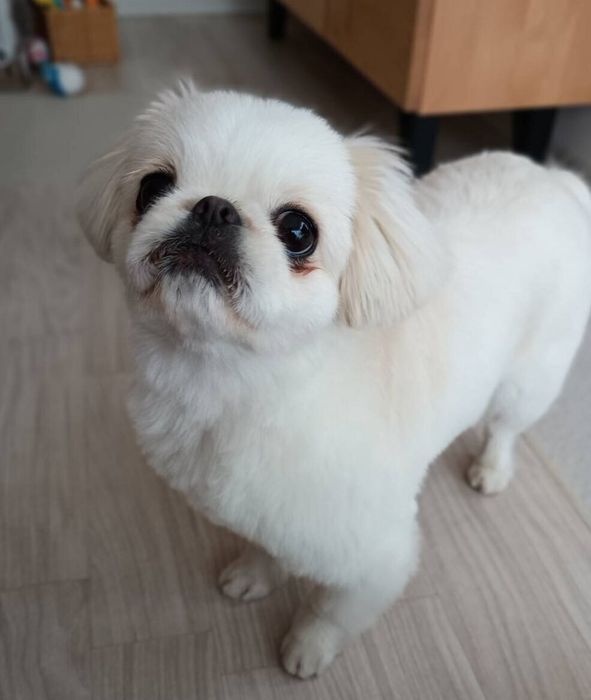 飼い主を見上げる犬