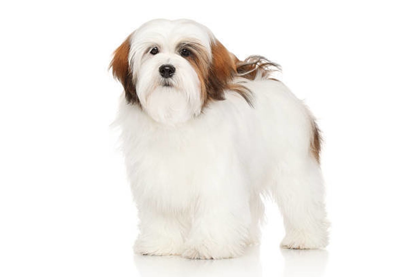 ラサ アプソの特徴 性格 最新価格と飼い方 いぬのきもち 犬図鑑 いぬのきもちweb Magazine ラサ アプソの特徴 性格 最新価格と飼い方 いぬのきもち 犬図鑑 いぬのきもちweb Magazine