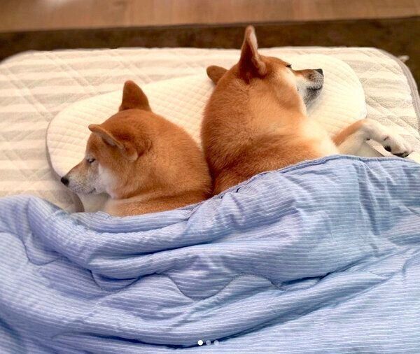 布団をかけて眠るわさびくんともずくくん