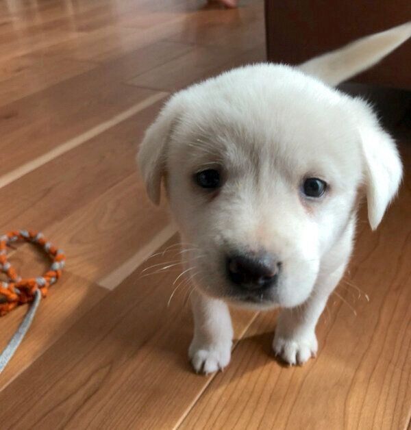 見つめるこうめちゃん