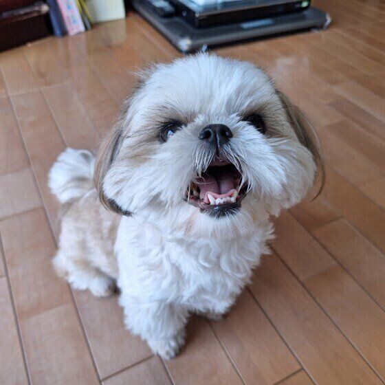 笑顔のシー・ズー