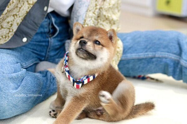 生後2カ月のなつめちゃん