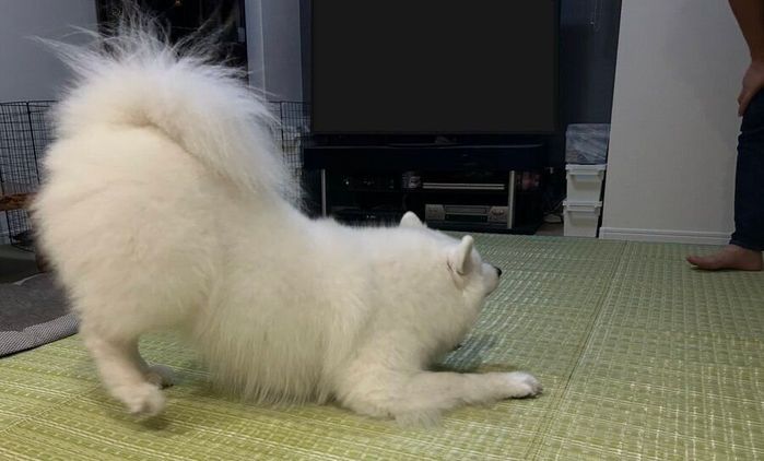 プレイバウするナハネフちゃん