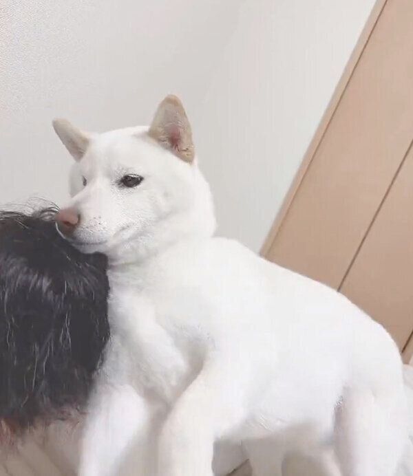 飼い主さんにスリスリする、もち吉くん