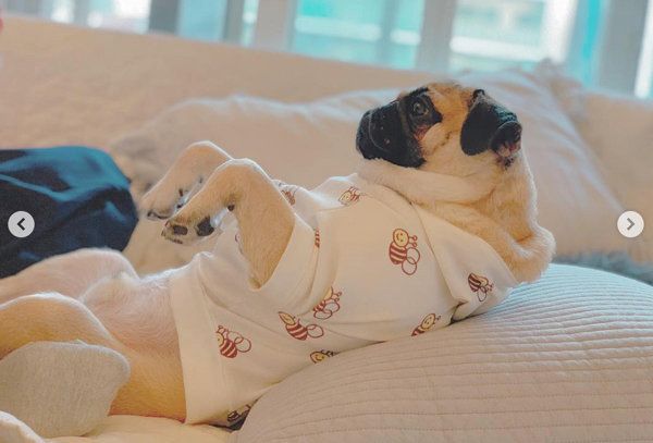 腹筋をするパグ