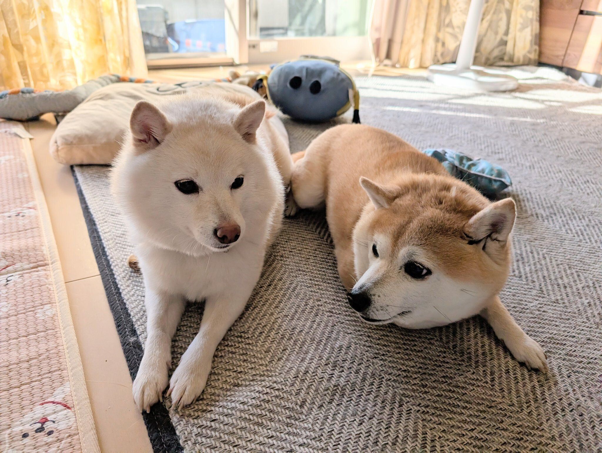 お互いの顔を見る2頭