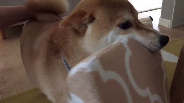 ベッドをもってくる柴犬