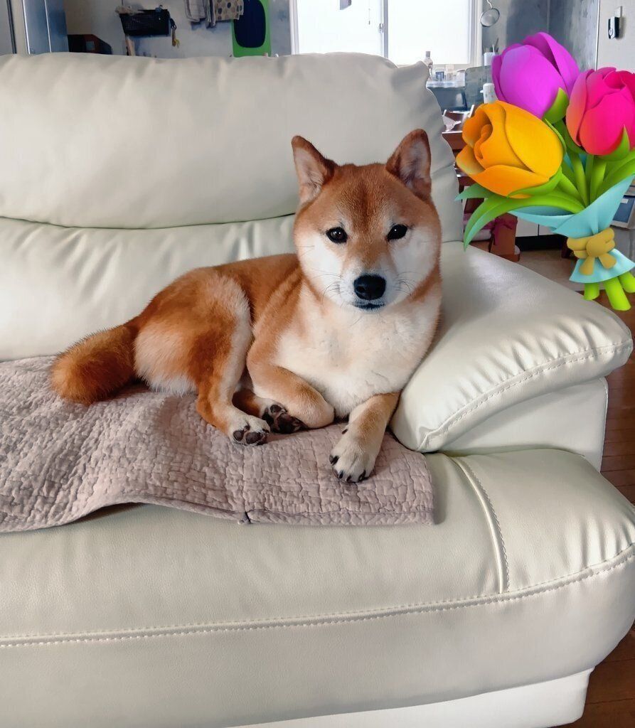 ソファでくつろぐ様子の犬