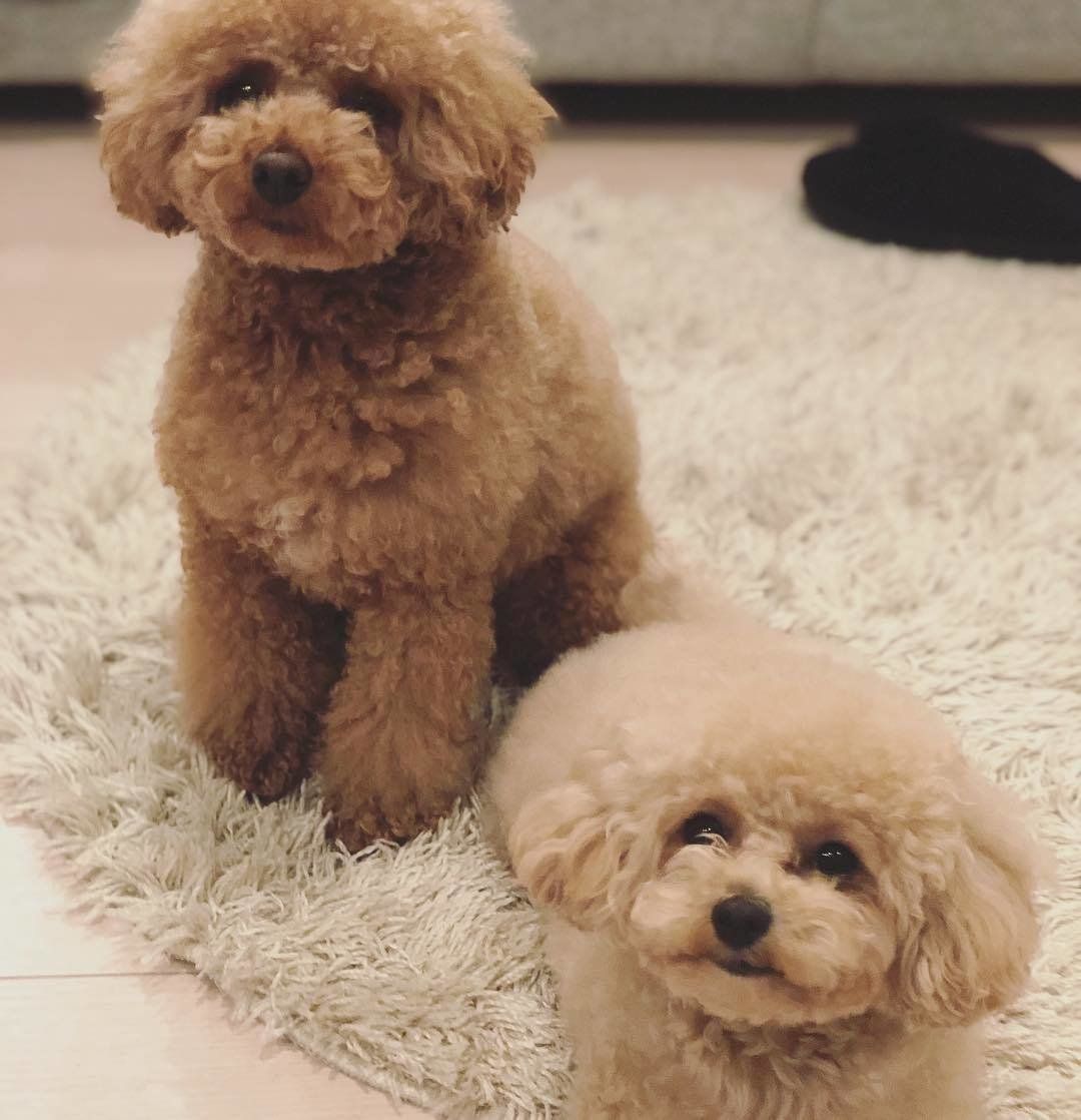 マロンちゃん＆ドリーちゃん