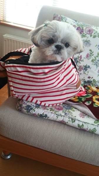 シー・ズーの栗の助くん