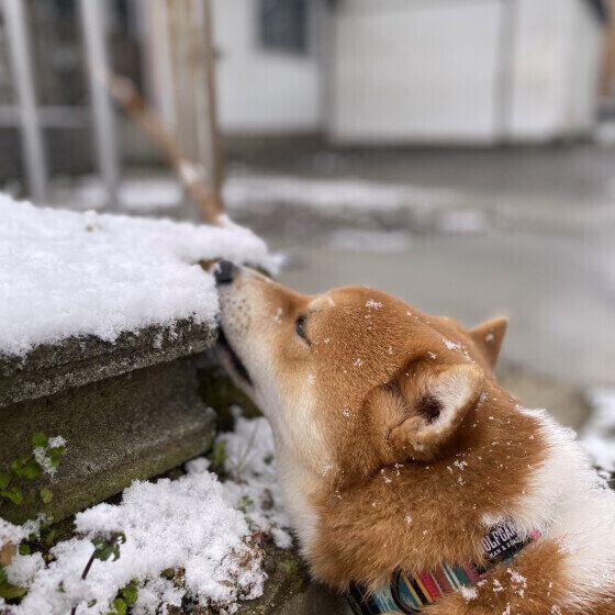 雪に口をつける柴犬