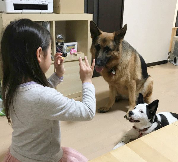 シェパードと犬