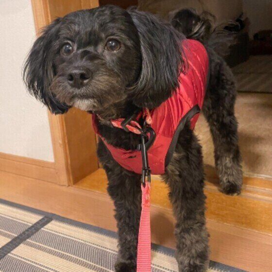 お散歩の準備万端なノアちゃん