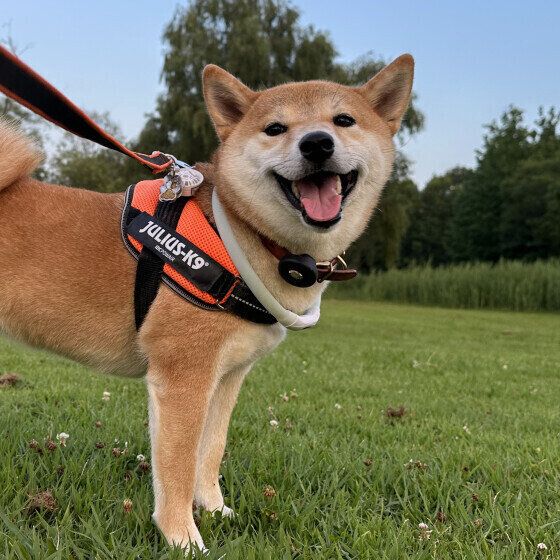 犬が神対応と塩対応をする？ 人によって犬の態度が異なるときの対応 いぬのきもち