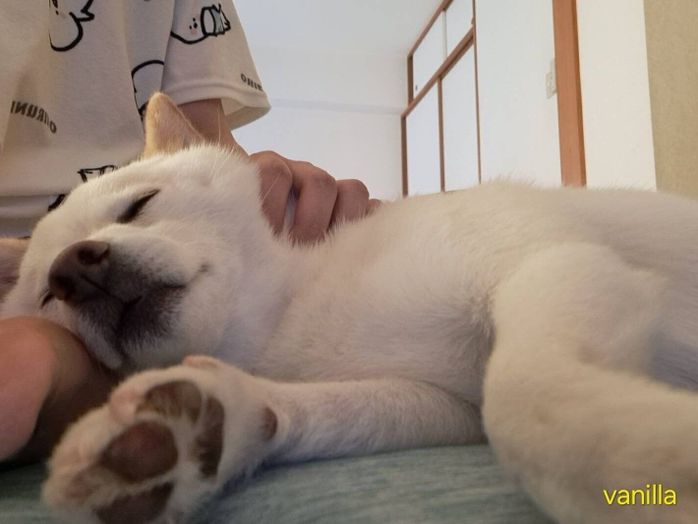 飼い主さんにくっつくバニラちゃん