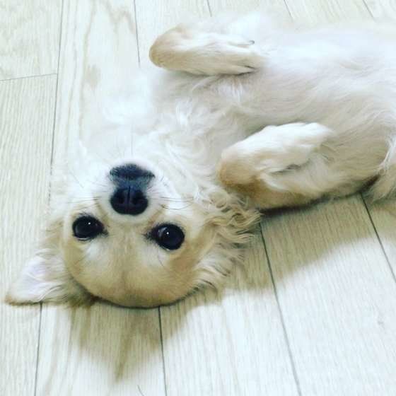 ごろごろするチワワ