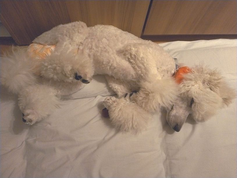 生後６カ月のとき、てんかん発作に加えて十二指腸炎を発症。Yさんの24時間態勢の介護で元気になりました