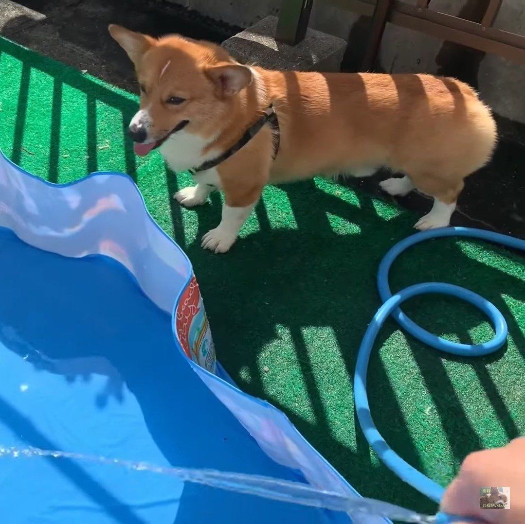 水が気になるコナン君