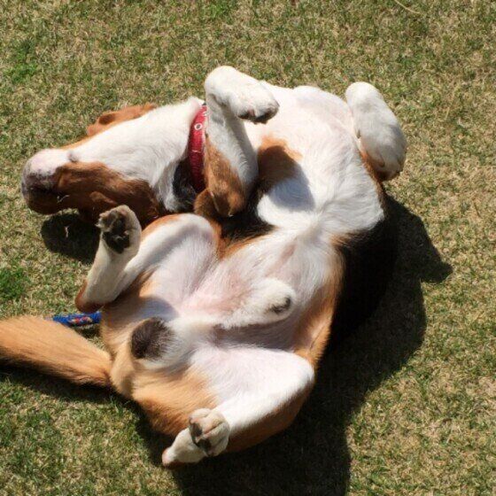 ビーグル　きゃぶ　芝生