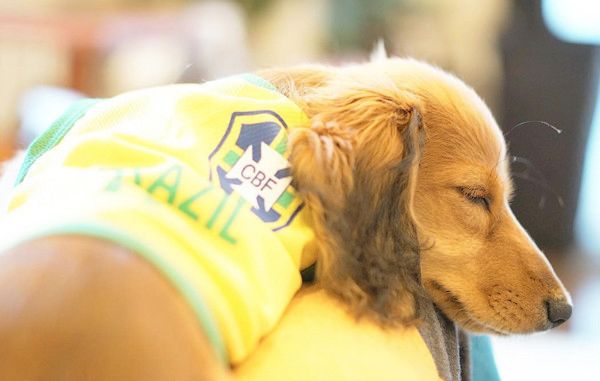 疲れて寝落ちしちゃうミニチュア・ダックスフンド