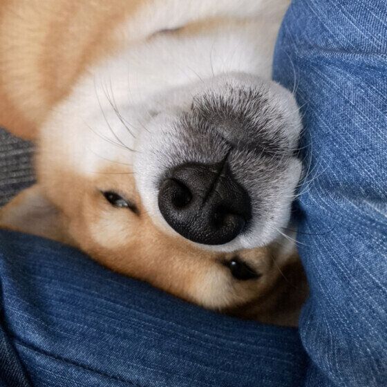 柴のらいくん♪