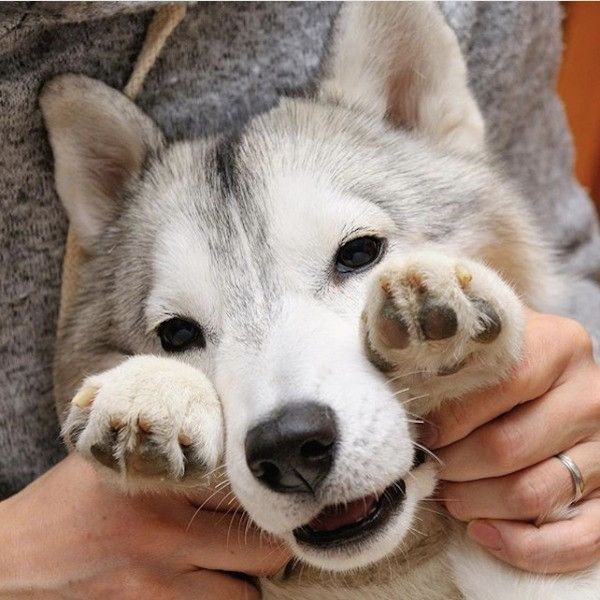 シベリアン・ハスキー