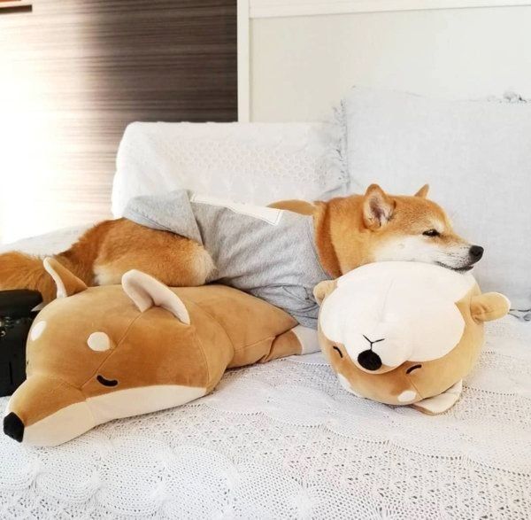 ぬいぐるみと豆柴