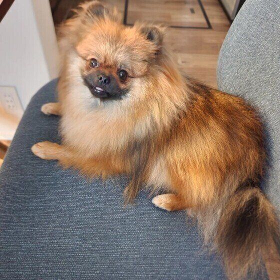 見つめるポメラニアン