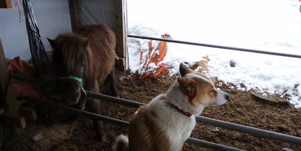 犬に怒られて落ち込むポニー