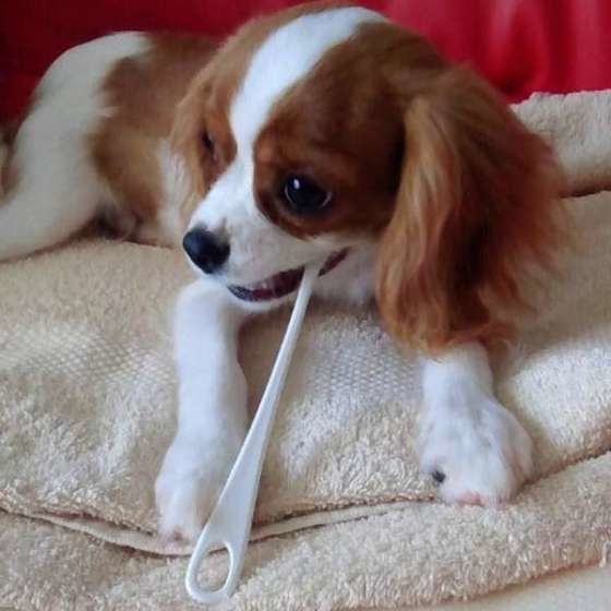 キャバリア・キング・チャールズ・スパニエル