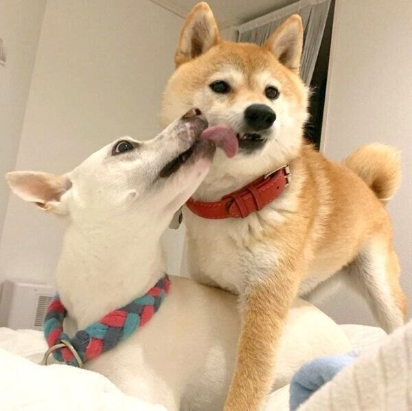 すずちゃんに顔を舐めてもらうハルちゃん