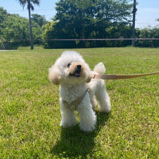 散歩中のトイプードル