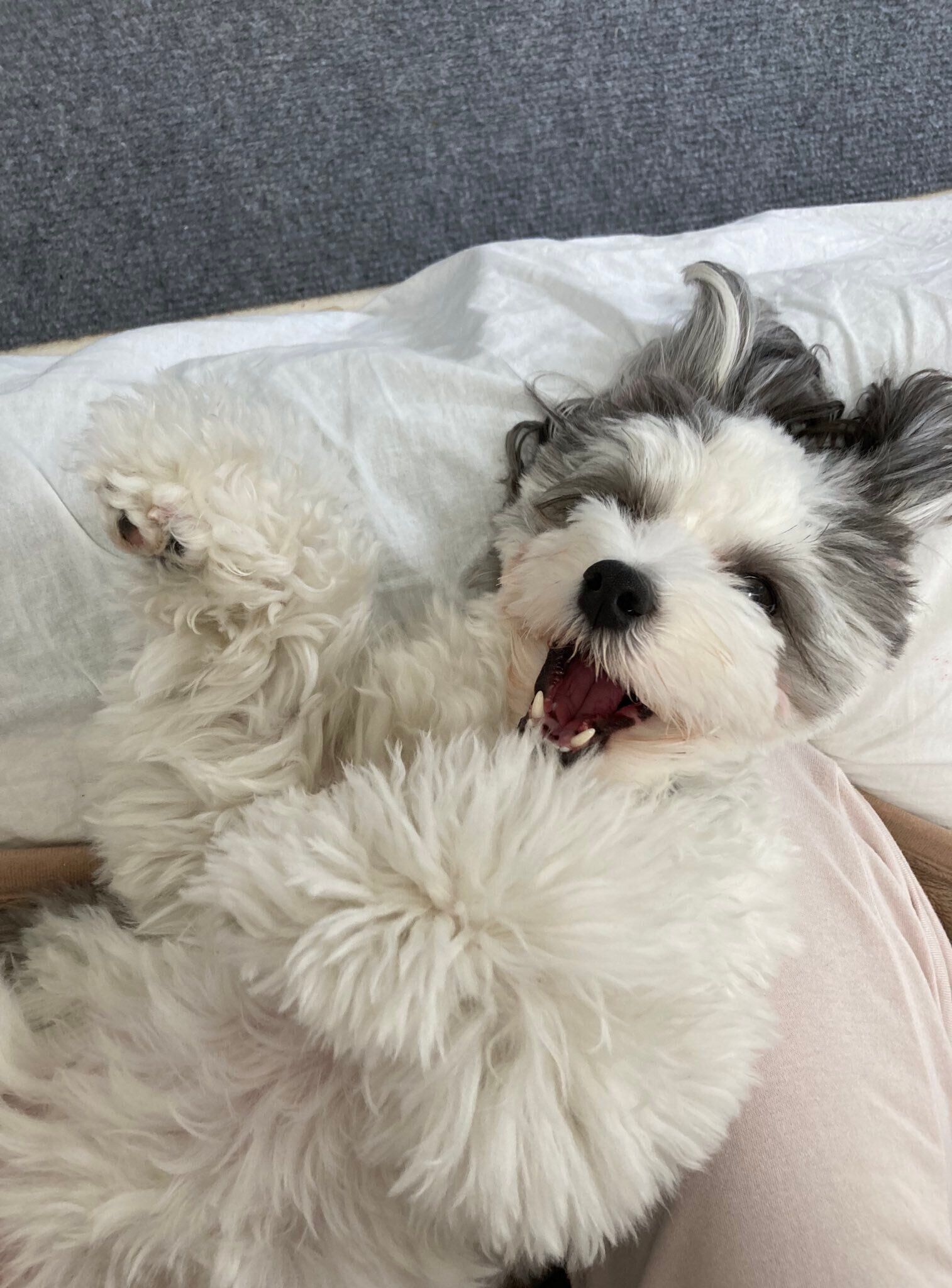 お腹を上にして寝転ぶ犬