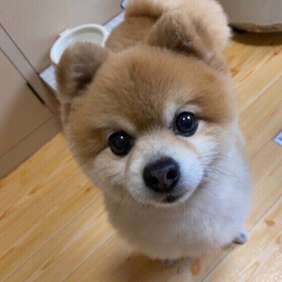 老化による排泄の失敗や夜鳴き、愛犬の体に合わせたお世話をしよう いぬのきもち