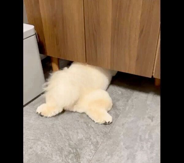 ボールを必死に追うぺんたくん