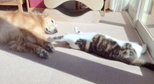 仲良しなゴールデン・レトリーバーと猫