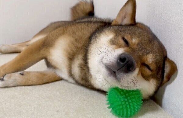 トゲトゲボールを枕にするケンくん