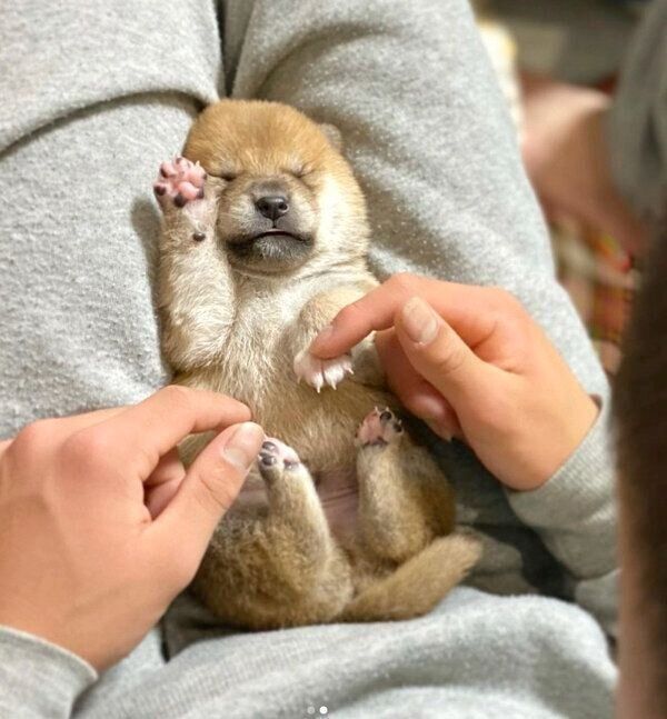 されるがままの豆柴の子犬