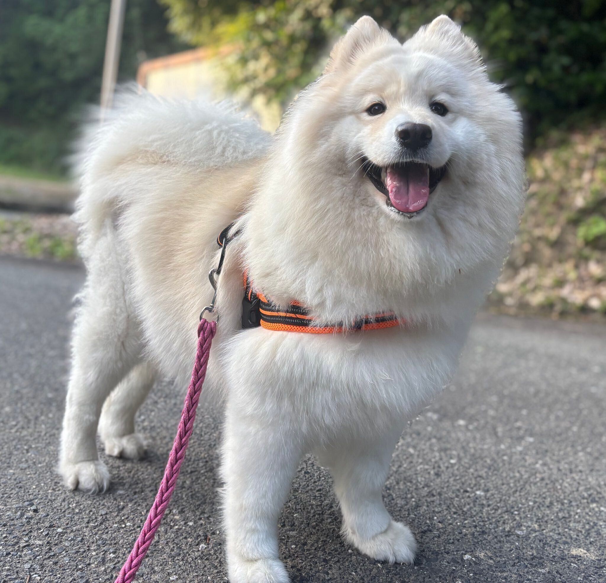 散歩を楽しむおもちちゃん