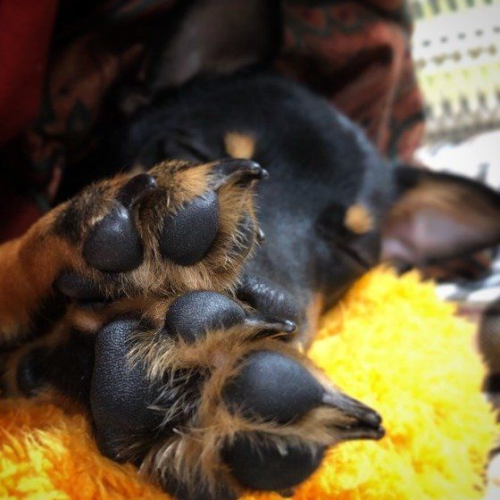 【獣医師監修】犬の足裏を洗い過ぎ?お散歩後のケア方法