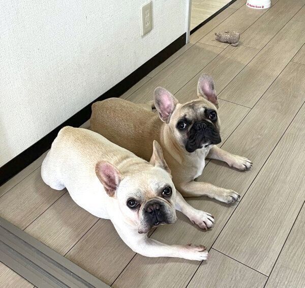 見つめる小次郎くんと高虎くん