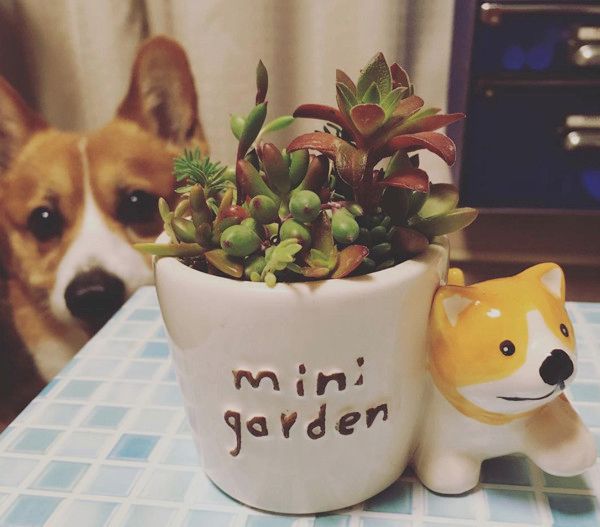 ダイソー必見アイテム