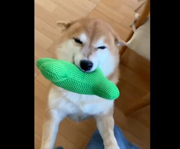 嬉しそうなすずちゃん