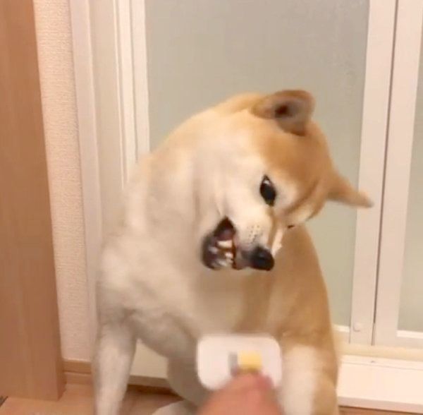 ブラッシングをされる柴犬