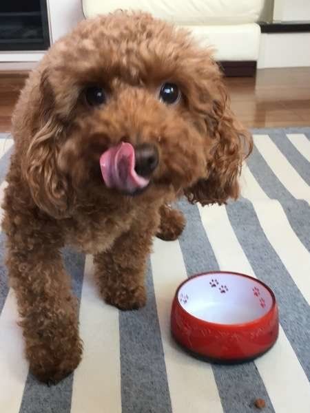 ちょっと落ち着こう 犬がペロリと舌なめずりする意外な理由 いぬのきもちweb Magazine