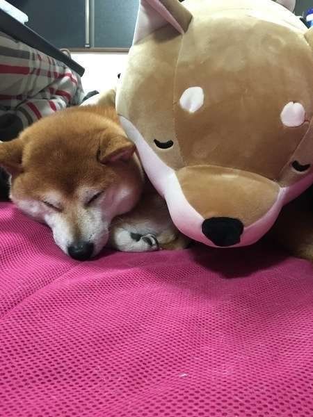 ぬいぐるみと添い寝する柴犬のこたる