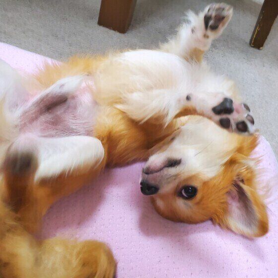 チワワのぷりんくん